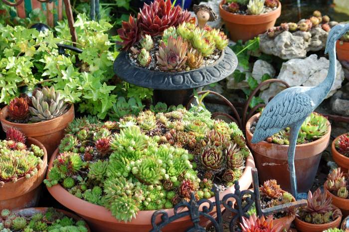 Sempervivum Dachwurz Hauswurz